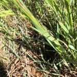 Bromus arvensis Blad