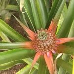 Ananas comosusFlower