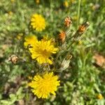 Taraxacum obliquilobum ഇല