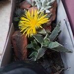 Faucaria tigrina ഇല