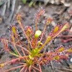 Drosera intermedia Lapas