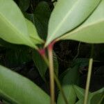 Ixora nicaraguensis Leaf