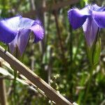 Gentianopsis virgata Flower