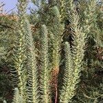Euphorbia paralias Folha