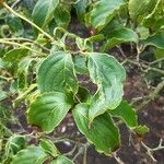 Cornus kousa Blatt