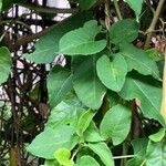 Fallopia baldschuanica Leaf