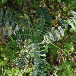 Astragalus boeticus Leaf