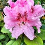 Rhododendron spp. Blüte