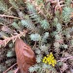 Sedum rupestre Листок