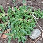 Delosperma sutherlandii Habitatea