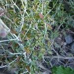 Teucrium marum 葉