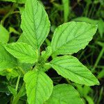 Hypericum × inodorum Leaf