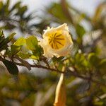 Solandra grandiflora Blüte