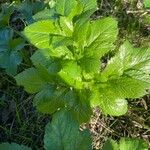 Smyrnium olusatrum Blad