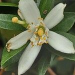 Citrus × aurantiifolia ফুল
