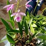 Guarianthe bowringiana Cvet