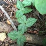 Trillium sessile Levél