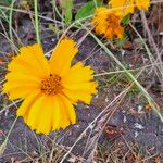 Coreopsis lanceolataКветка