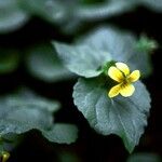 Viola purpurea 花