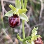 Ophrys sphegodes Λουλούδι