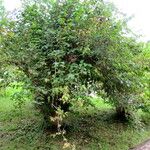 Philadelphus tomentosus Habitat