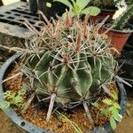 Echinocactus texensis Yaprak