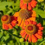 Helenium autumnaleFlower