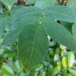 Staphylea pinnata 葉