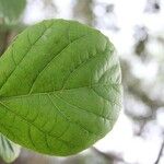 Cordia africana برگ