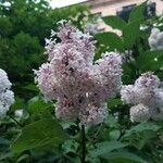 Syringa persica Flor