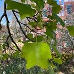 Liriodendron chinense برگ