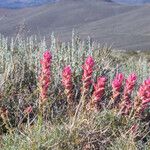 Castilleja linariifolia Habit