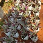 Tradescantia spathacea ഇല