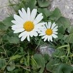 Leucanthemum heterophyllum 花