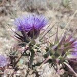 Cynara humilis Kwiat