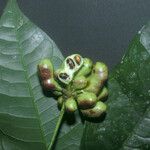 Cymbopetalum brasiliense Fruit