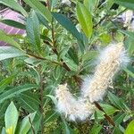 Salix phylicifolia Цветок