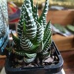 Haworthia reinwardtii Hostoa