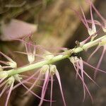 Bulbophyllum cocoinum Flower