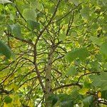 Liriodendron chinense موطن