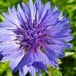 Cyanus segetum Flor