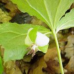 Trillium rugelii Flower