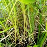 Carex muskingumensis 整株植物