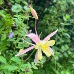 Aquilegia pubescens ফুল