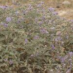 Solanum elaeagnifolium Leaf