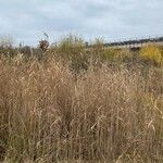 Phragmites australisपत्ता