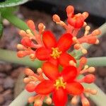 Jatropha podagrica Flor
