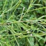 Epilobium tetragonum Flower