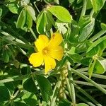 Oxalis dillenii Flower