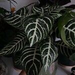 Aphelandra squarrosa 葉